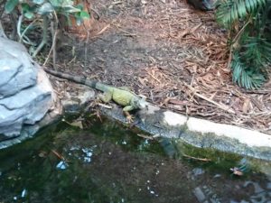 Iguane au parc zoologique de Paris