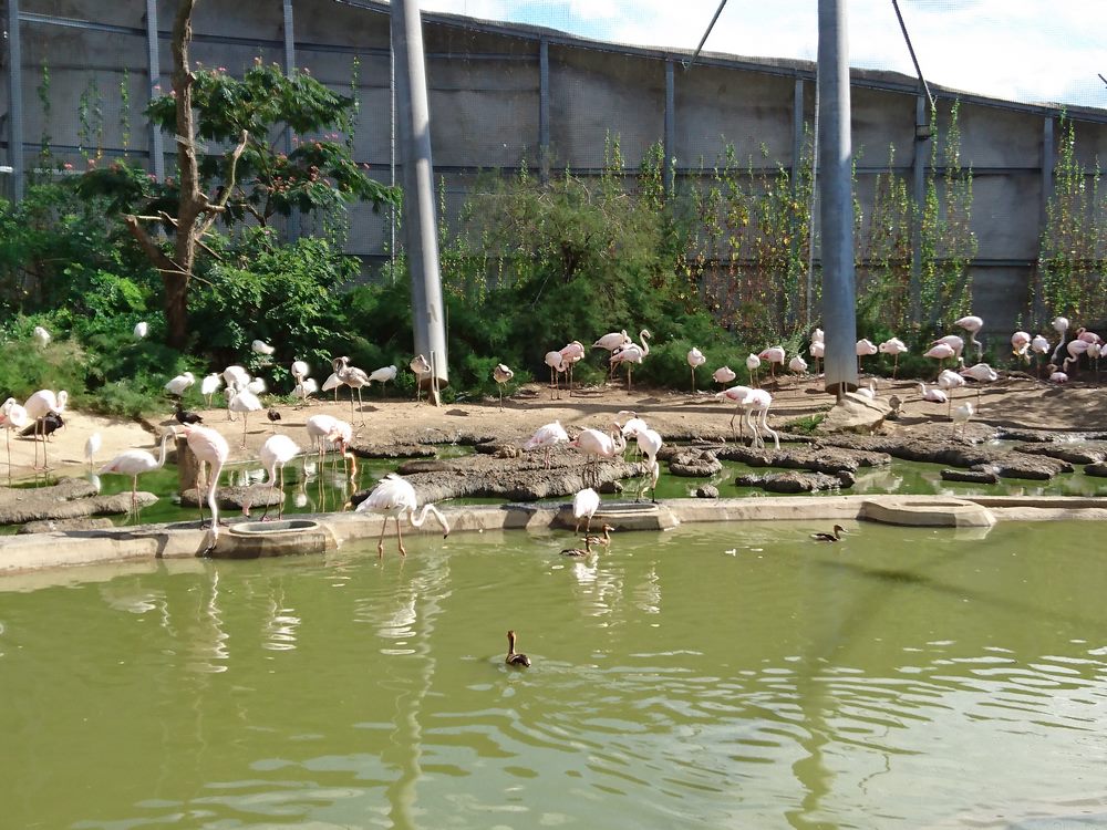 volière du parc zoologique de Paris