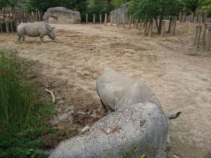 rhinocéros blanc parc zoologique de Paris