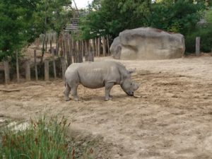 rhinocéros parc zoologique de Paris