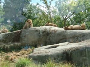 Lions au parc zoologique de Paris