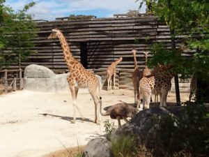 Girafe parc zoologique de Paris