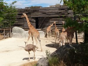 girafe et autruche au parc zoologique de Paris